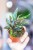Begonia Jalau typ 2 ø8 cm - w- 12 cm-1.jpg