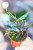 Begonia Jalau typ 2 ø8 cm - w- 12 cm-2.jpg