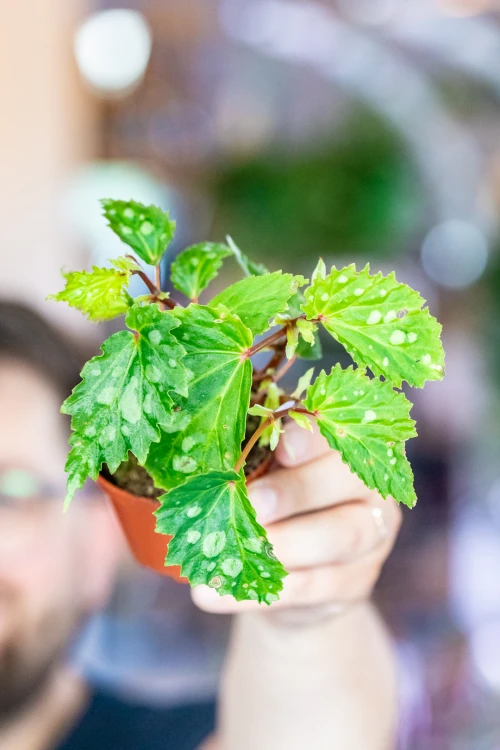 Begonia Mantuk ø8 cm - ↑12 cm-3.jpg