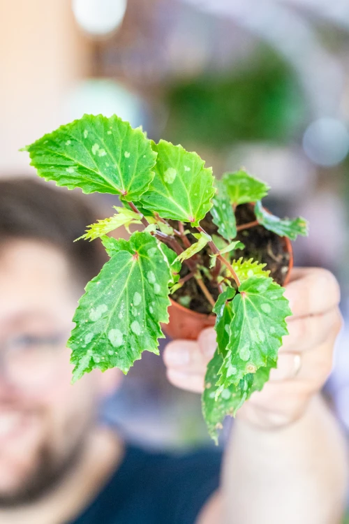 Begonia Mantuk ø8 cm - ↑12 cm-4.jpg