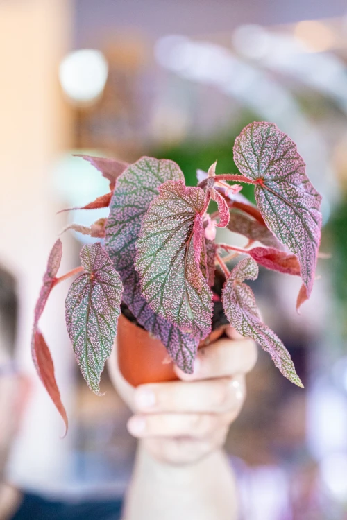 Begonia Morris ø8 cm - w- 12 cm-3.jpg