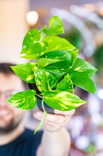 Epipremnum Aureum ø12 cm - w- 15 cm-1.jpg