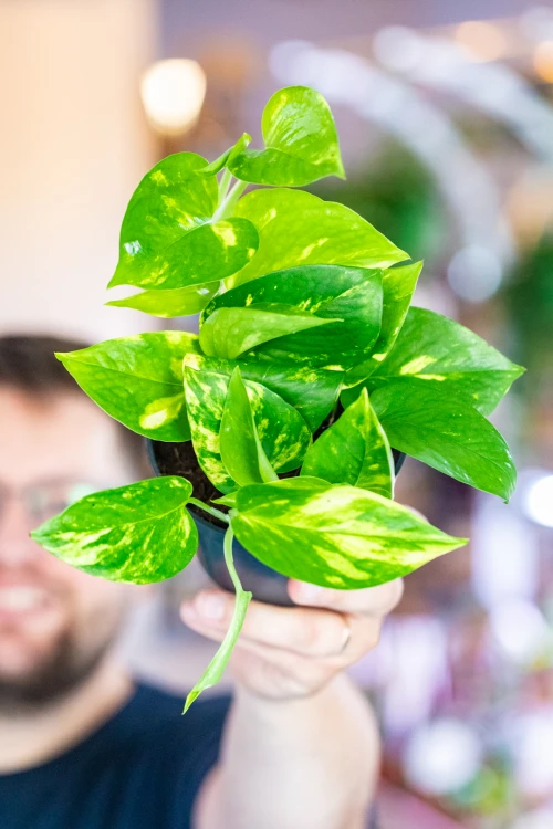 Epipremnum Aureum ø12 cm - w- 15 cm-1.jpg