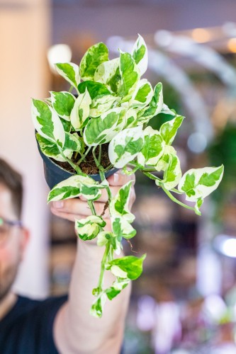 Epipremnum N'Joy ø12 cm - w- 15 cm-1.jpg
