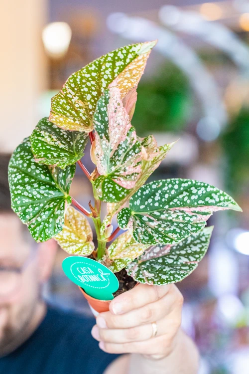 Begonia Snowcap Variegata ø7 cm - ↑10 cm-1.jpg
