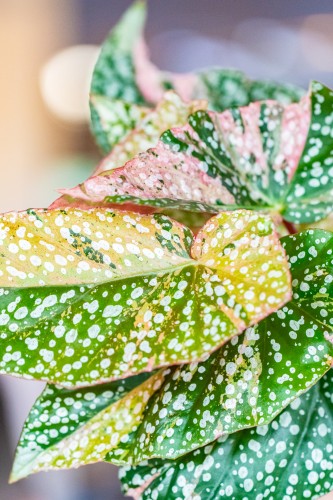 Begonia Snowcap Variegata ø7 cm - ↑10 cm-2.jpg