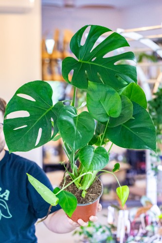 Monstera Deliciosa ø17 cm - w- 65 cm-1.jpg