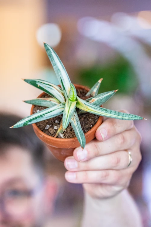 Sansevieria Lavranos Blue Clone ø8 cm - ↑15 cm-1.jpg