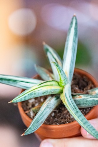 Sansevieria Lavranos Blue Clone ø8 cm - ↑15 cm-2.jpg