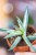 Sansevieria Lavranos Blue Clone ø8 cm - ↑15 cm-2.jpg
