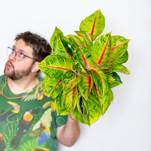 Aglaonema Iguana Red-1.jpg