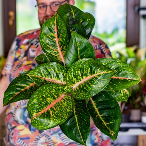 Aglaonema Spring Red-1.jpg
