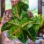 Aglaonema Spring Red-1.jpg