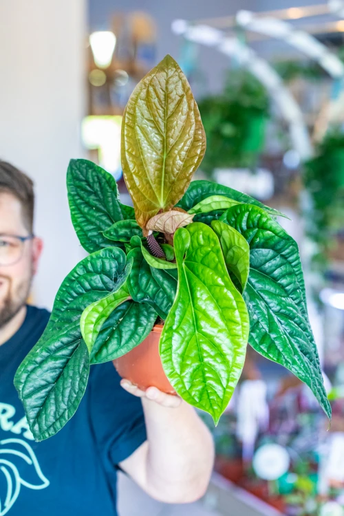 Anthurium Luxurians x Radicans ø21 cm - w- 40 cm-1.jpg