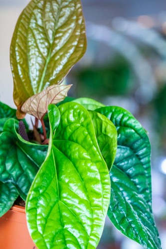 Anthurium Luxurians x Radicans ø21 cm - w- 40 cm-2.jpg