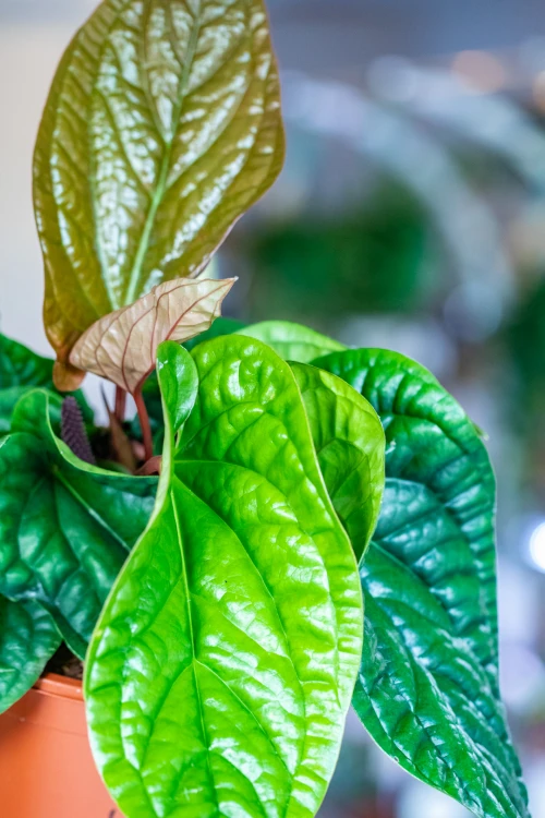 Anthurium Luxurians x Radicans ø21 cm - w- 40 cm-2.jpg