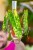 Philodendron Billietiae Variegata ø8 cm - ↑15 cm - NA ZAMÓWIENIE-1.jpg