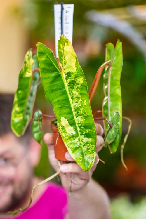 Philodendron Billietiae Variegata ø8 cm - ↑15 cm - NA ZAMÓWIENIE-1.jpg