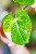 Philodendron Gloriosum Tricolor 7 cm - w- 15 cm-2.jpg