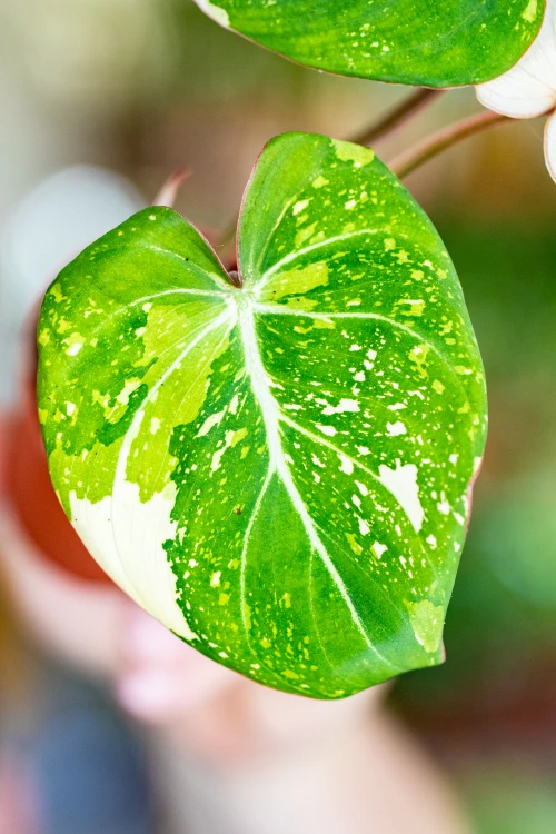 Philodendron Gloriosum Tricolor 7 cm - w- 15 cm-2.jpg