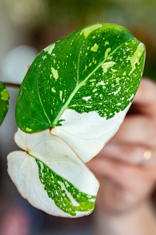Philodendron Gloriosum Tricolor 7 cm - w- 15 cm-3.jpg