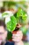 Philodendron Gloriosum Tricolor 7 cm - w- 15 cm-1.jpg