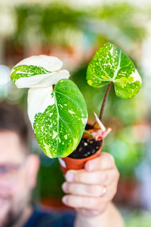Philodendron Gloriosum Tricolor 7 cm - w- 15 cm-1.jpg