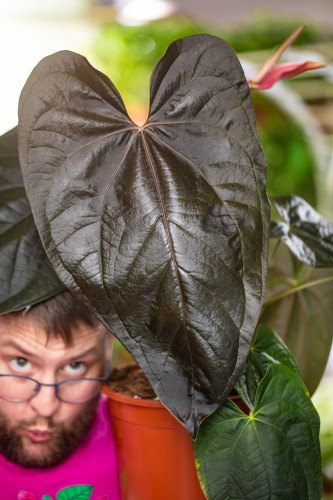 Anthurium Queen of Hearts ø21 cm - w-50 cm - NA ZAMÓWIENIE-1.jpg