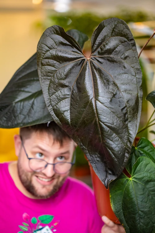 Anthurium Queen of Hearts ø21 cm - w-50 cm - NA ZAMÓWIENIE-3.jpg