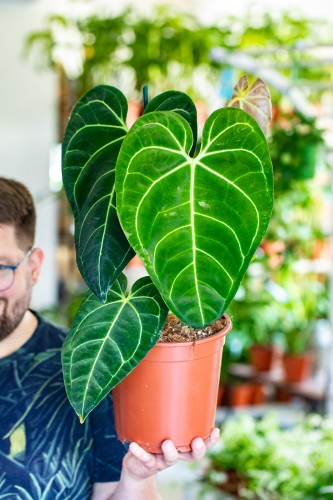 Anthurium Regale XL ø21 cm - w-50 cm-1.jpg
