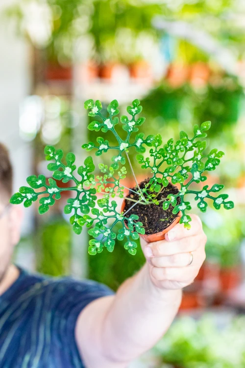 Adenia Perrieri ø8 cm - w-12 cm-1.jpg