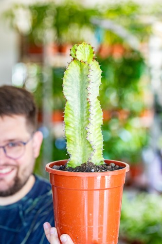 Euphorbia Ingens Variegata ø17 cm - w- 50 cm-1.jpg