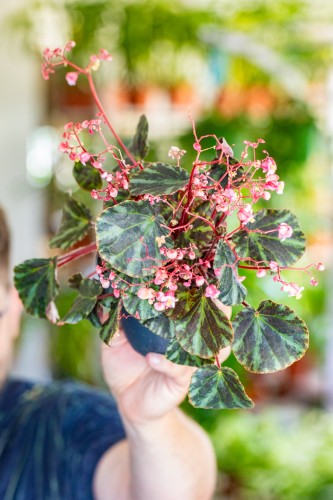 Begonia Beijnenii ø12 cm - w- 20 cm-2.jpg