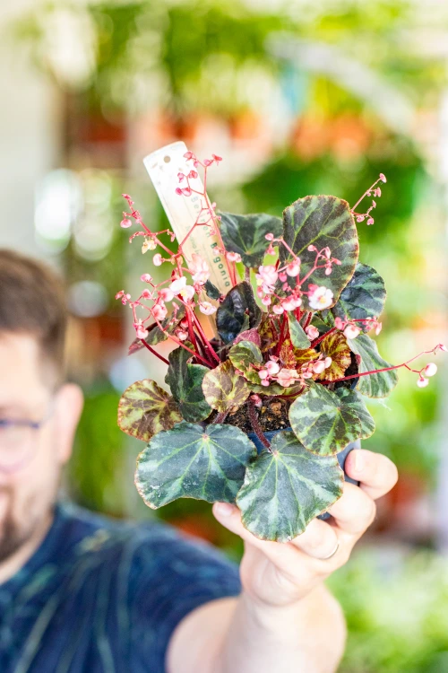 Begonia Beijnenii ø12 cm - w- 20 cm-3.jpg