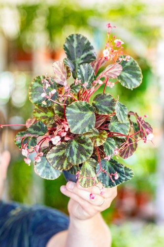 Begonia Beijnenii ø12 cm - w- 20 cm-1.jpg