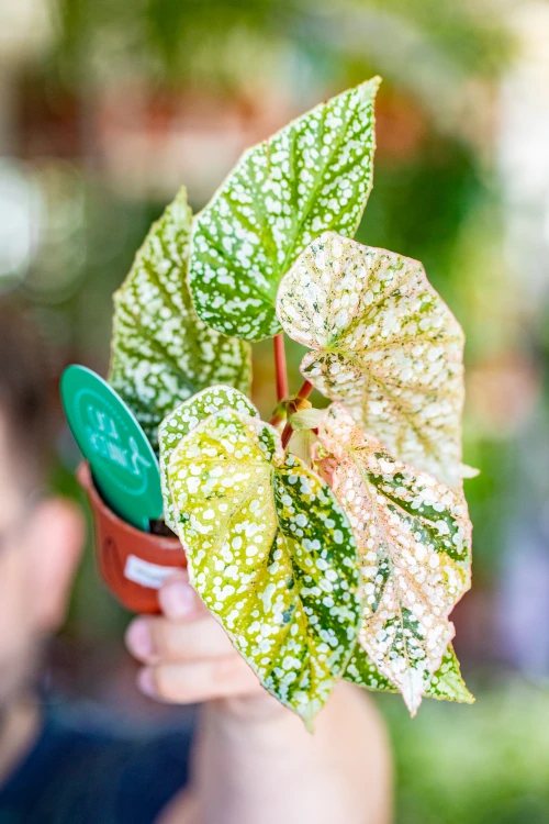 Begonia Snowcap Variegata ø7 cm - w- 10 cm-1.jpg