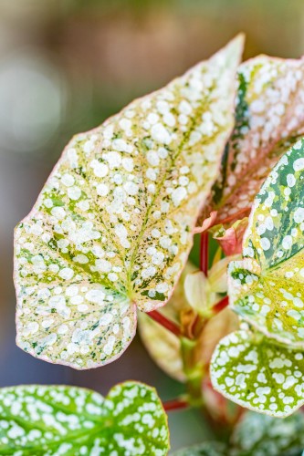 Begonia Snowcap Variegata ø7 cm - w- 10 cm-2.jpg