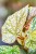 Begonia Snowcap Variegata ø7 cm - w- 10 cm-2.jpg