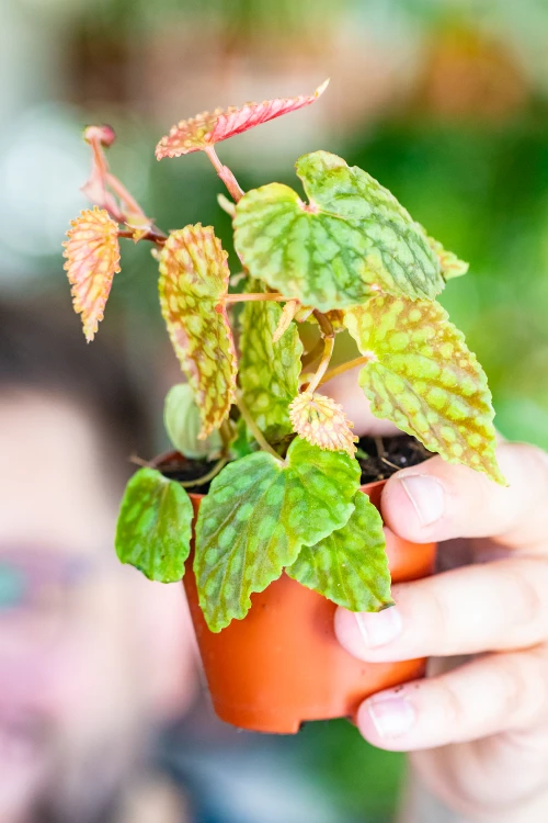 Begonia Chlorosticta ø8 cm - w- 12 cm-1.jpg