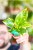 Philodendron Green Congo 7 cm - ↑15 cm-1.jpg