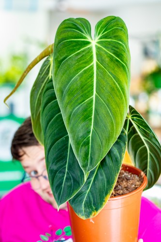 Philodendron Melanochrysum XL ø21 cm - ↑60 cm-1.jpg
