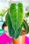 Philodendron Melanochrysum XL ø21 cm - ↑60 cm-1.jpg