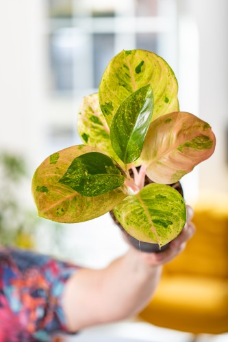 Aglaonema Apple Fantasy-3.jpg
