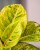 Aglaonema Apple Fantasy 1-1.jpg