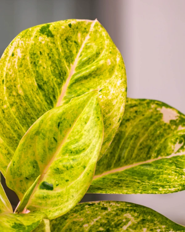 Aglaonema Apple Fantasy 1-1.jpg