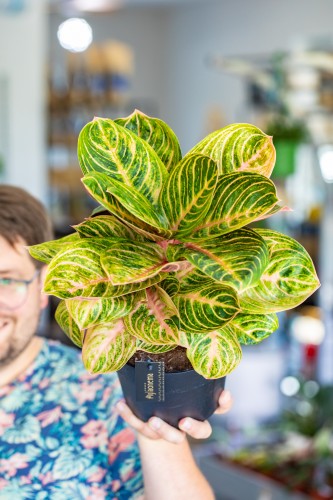 Aglaonema Tourmaline Gold ø19 cm - ↑45 cm-1.jpg