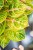 Aglaonema Tourmaline Gold ø19 cm - ↑45 cm-3.jpg