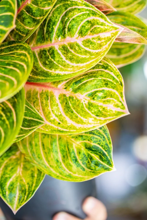 Aglaonema Tourmaline Gold ø19 cm - ↑45 cm-3.jpg
