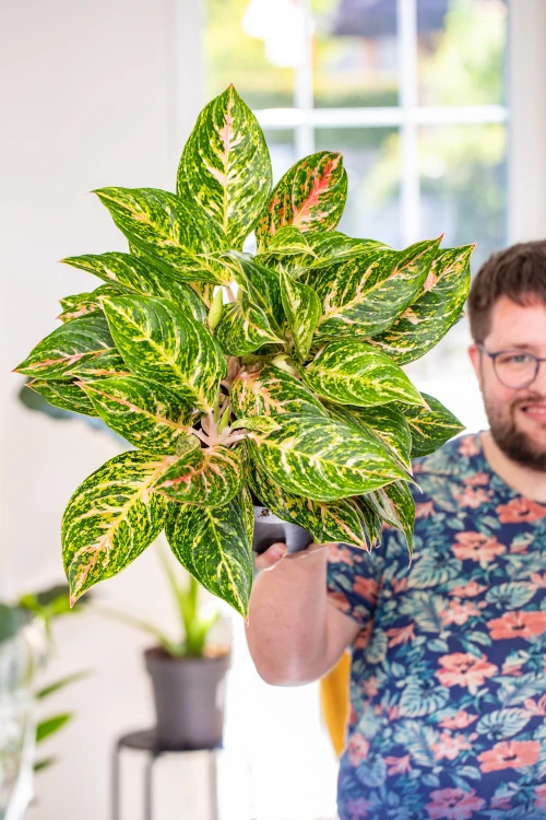 Aglaonema Melon Candy-1.jpg