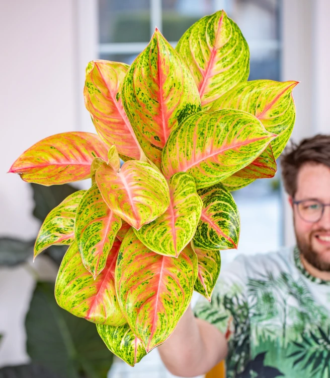 Aglaonema Grand Blossom-1.jpg